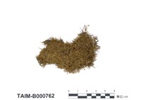 藏品(彎葉青苔)的圖片